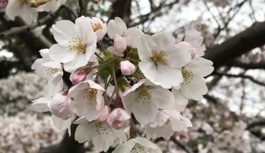 春の訪れとともに