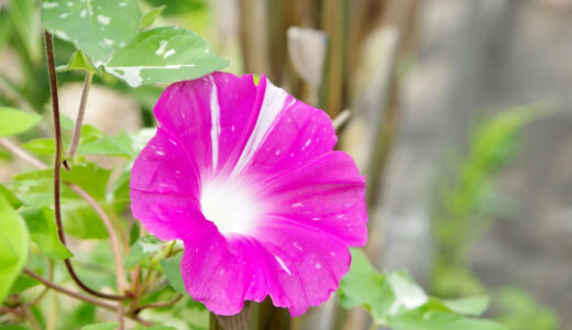 猛暑にも負けず