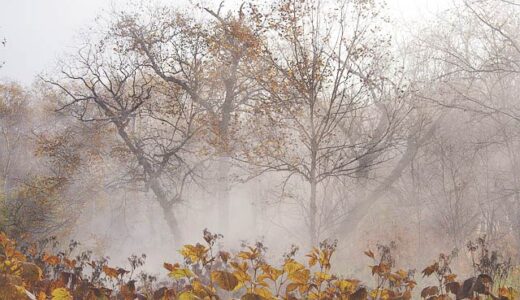 めっきり寒くなってきました