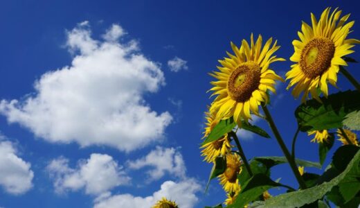 梅雨明けからの猛暑到来