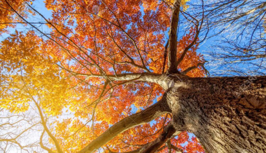 肌寒くなってきました