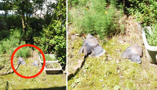 60代男性の生徒さんと子育て鳩のお話